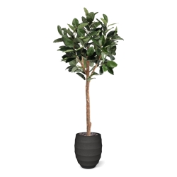 Albero artificiale Ficus Elastica Robusta Deluxe 230 cm