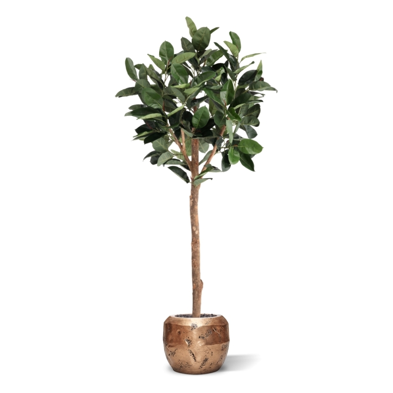 Albero artificiale Ficus Elastica Robusta Deluxe 230 cm