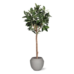 Albero artificiale Ficus Elastica Robusta Deluxe 230 cm