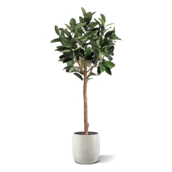Albero artificiale Ficus Elastica Robusta Deluxe 230 cm