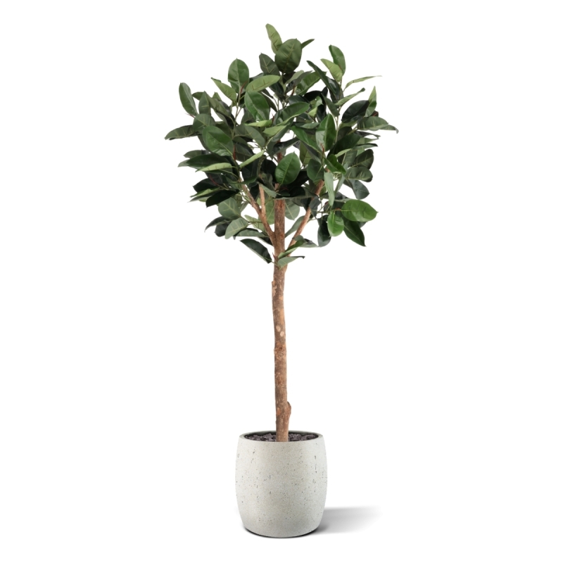 Albero artificiale Ficus Elastica Robusta Deluxe 230 cm