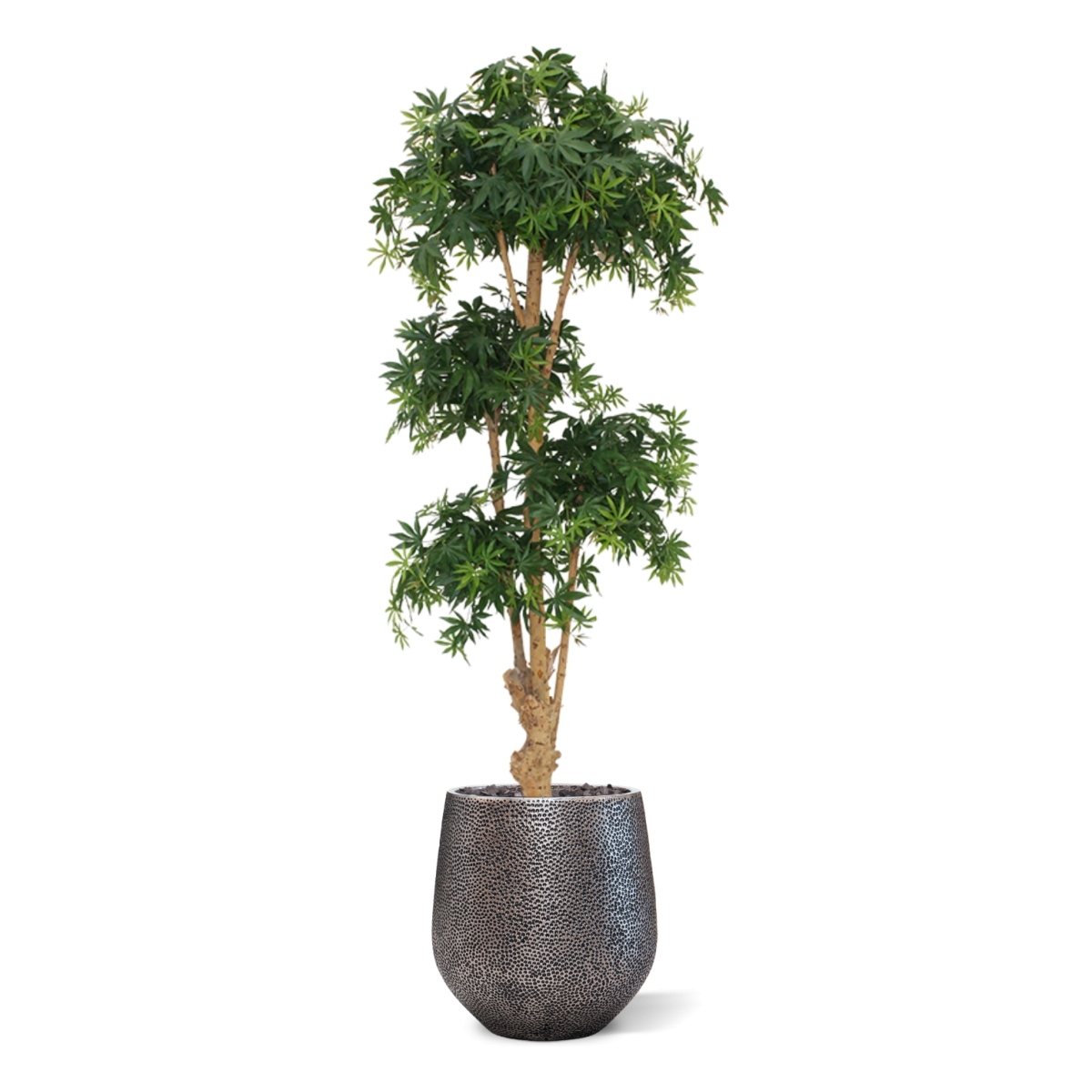 Albero artificiale Acer Bonsai deluxe 170 cm - verde