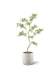 Albero artificiale Pittosporum 120 cm