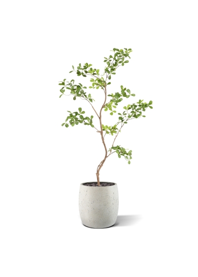 Albero artificiale Pittosporum 120 cm