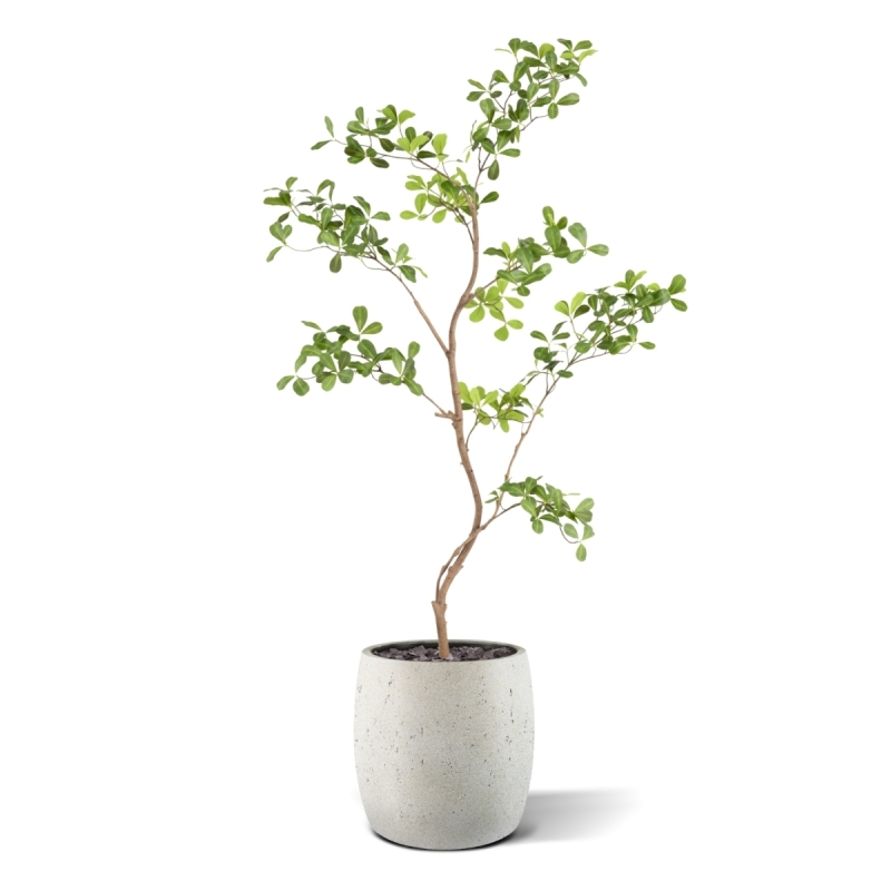 Albero artificiale Pittosporum 120 cm