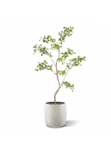 Albero artificiale Pittosporum 120 cm