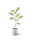 Albero artificiale Pittosporum 120 cm
