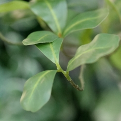 Albero artificiale Pittosporum 120 cm