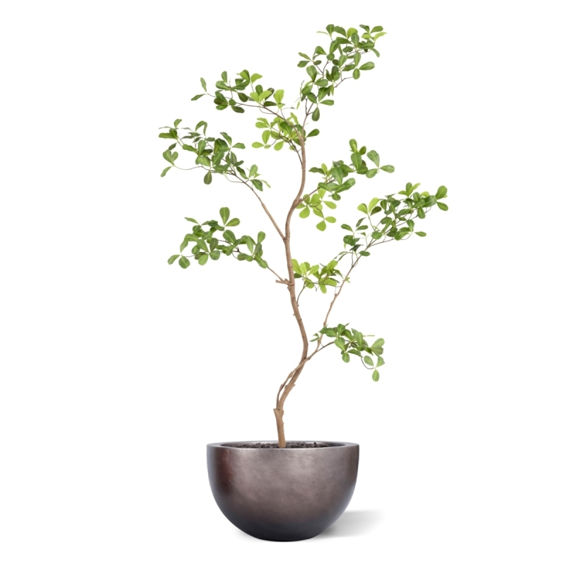 Albero artificiale Pittosporum 120 cm
