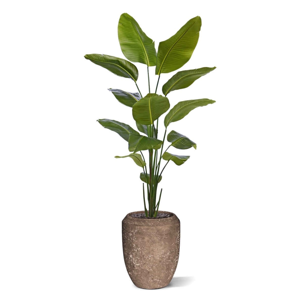 Pianta artificiale di Strelitzia Nicolai 175cm