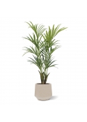 Palma artificiale Kentia deluxe 165 cm