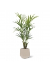 Palma artificiale Kentia deluxe 165 cm