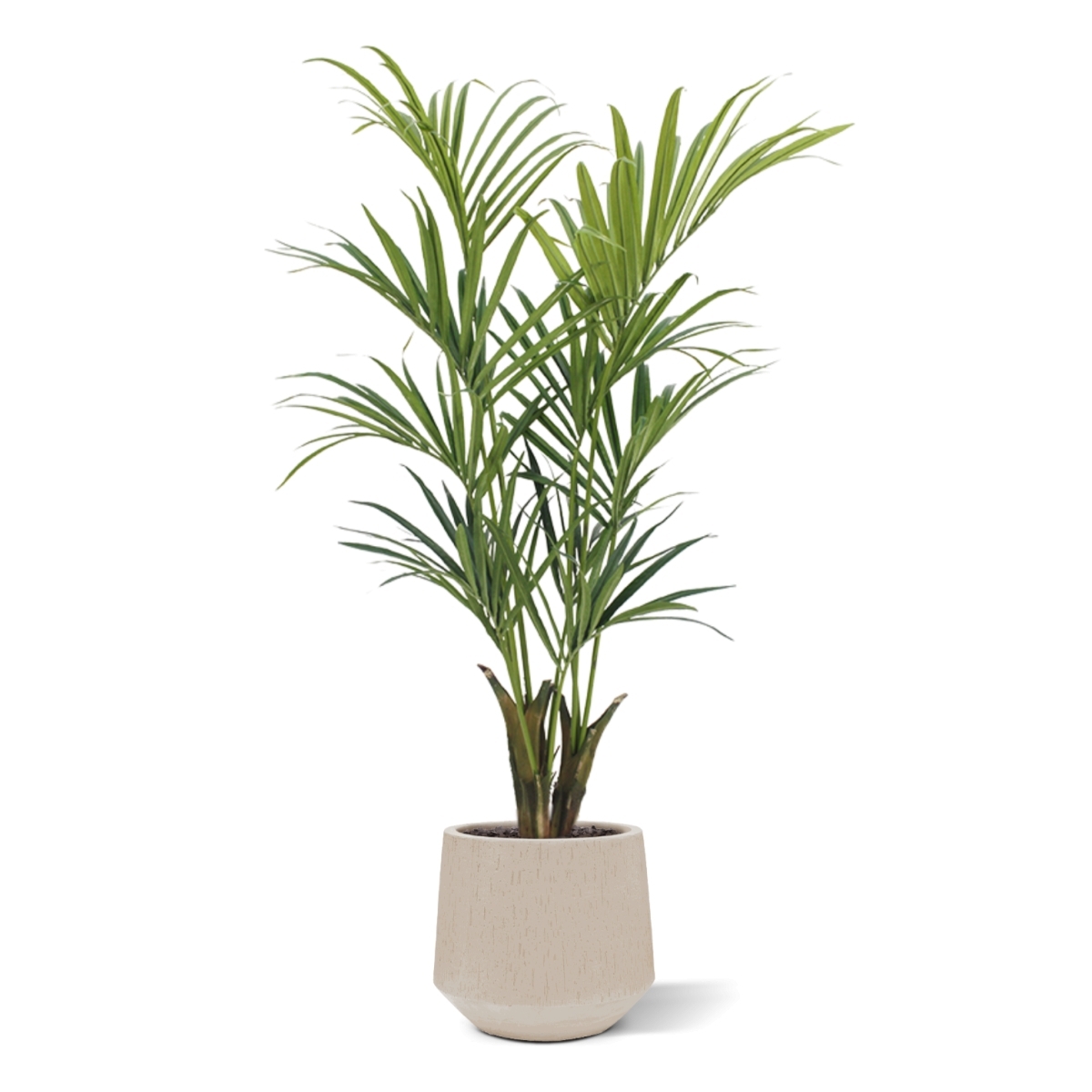Palma artificiale Kentia deluxe 165 cm