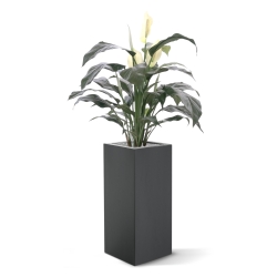 Spathiphyllum deluxe pianta artificiale 80 cm