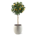 Albero arancione su tronco 120 cm