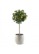 Albero arancione su tronco 120 cm