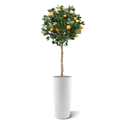 Albero arancione su tronco 120 cm