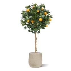 Albero arancione su tronco 120 cm