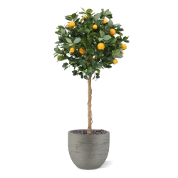 Albero arancione su tronco 120 cm