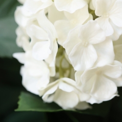 Ortensia Artificiale UV Deluxe 65cm Crema