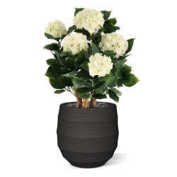 Ortensia Artificiale UV Deluxe 65cm Crema