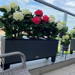Ortensia Artificiale UV Deluxe 65cm Crema