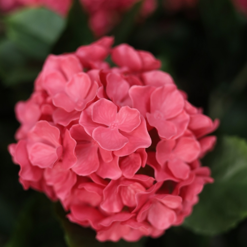 Ortensia Artificiale UV Deluxe 80cm Cerise