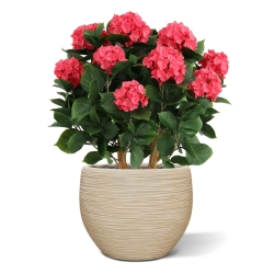 Ortensia Artificiale UV Deluxe 80cm Cerise