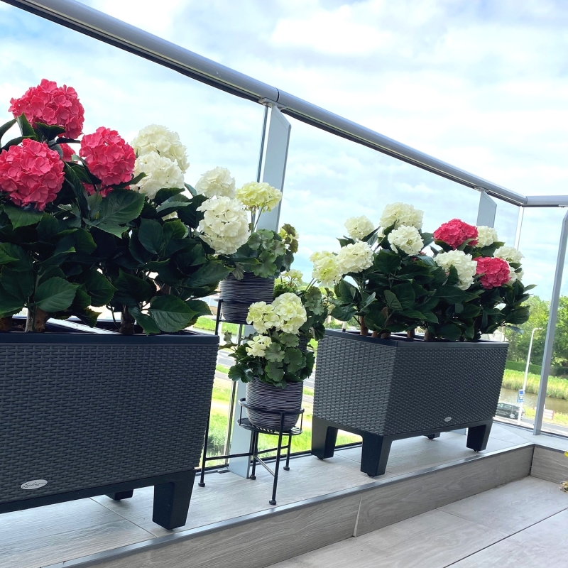 Ortensia Artificiale UV Deluxe 80cm Cerise