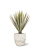 Pianta artificiale Yucca Gloriosa 80 cm in vaso