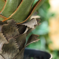 Pianta artificiale Yucca Gloriosa 80 cm in vaso