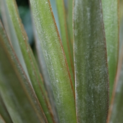 Pianta artificiale Yucca Gloriosa 80 cm in vaso