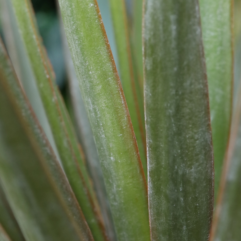 Pianta artificiale Yucca Gloriosa 80 cm in vaso