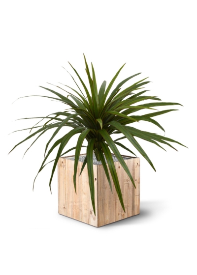 Bouquet artificiale di Draceana Marginata 50 cm