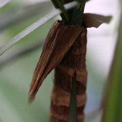 Dracaena Marginata Deluxe Artificiale 160cm