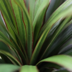 Dracaena Marginata Deluxe Artificiale 160cm