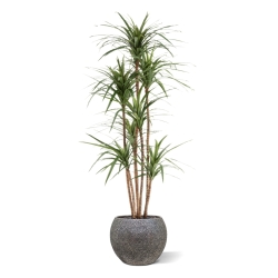Dracaena Marginata Deluxe Artificiale 160cm