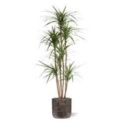 Dracaena Marginata Deluxe Artificiale 160cm