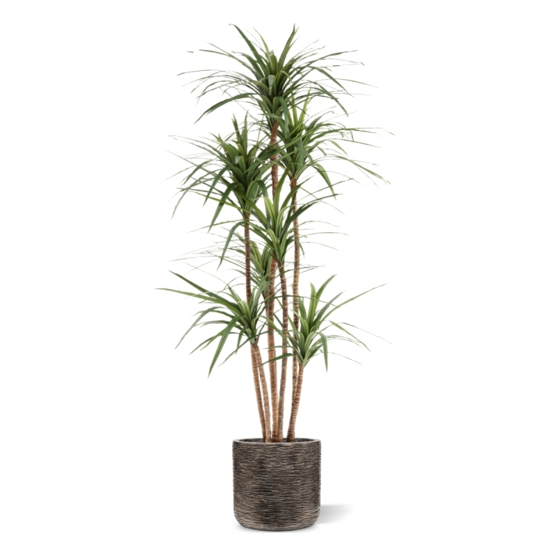 Dracaena Marginata Deluxe Artificiale 160cm