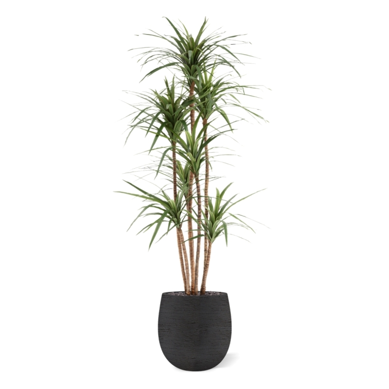Dracaena Marginata Deluxe Artificiale 160cm