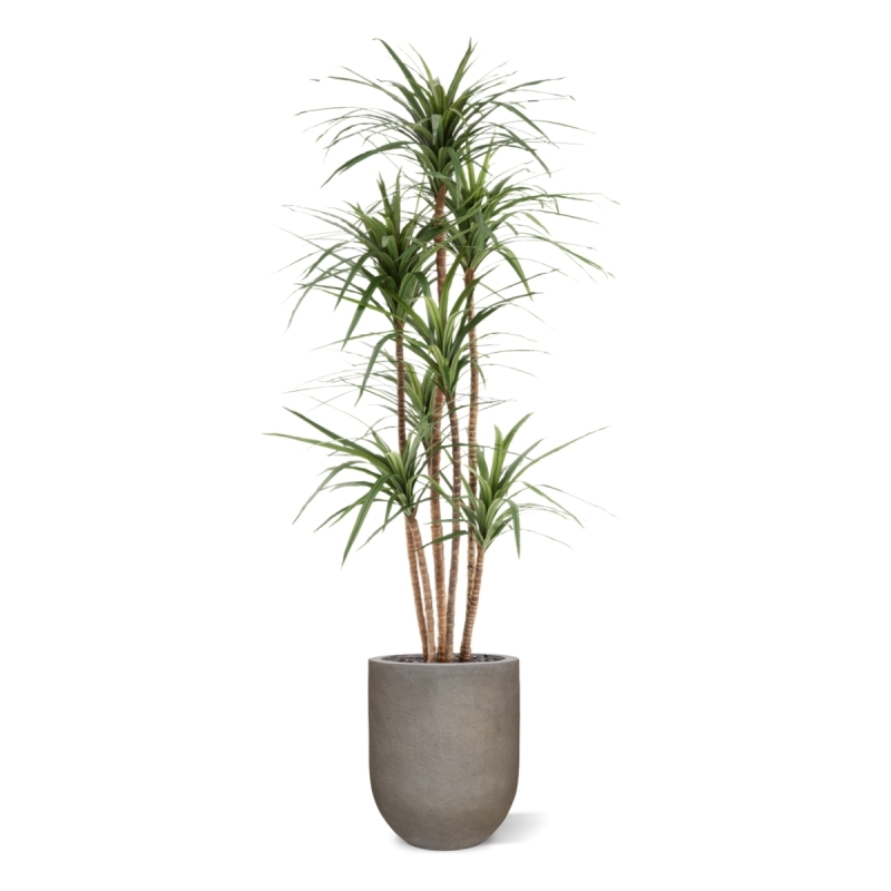 Dracaena Marginata Deluxe Artificiale 160cm