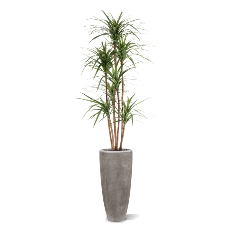 Dracaena Marginata Deluxe Artificiale 160cm