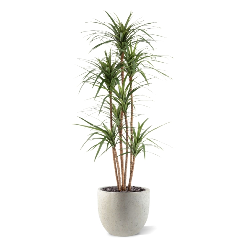 Dracaena Marginata Deluxe Artificiale 160cm