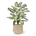 Pianta Artificiale Dieffenbachia 75cm Deluxe