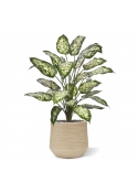 Pianta Artificiale Dieffenbachia 75cm Deluxe