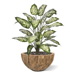 Pianta Artificiale Dieffenbachia 75cm Deluxe