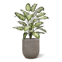 Pianta Artificiale Dieffenbachia 75cm Deluxe