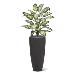 Pianta Artificiale Dieffenbachia 75cm Deluxe