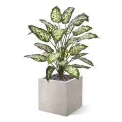 Pianta Artificiale Dieffenbachia 75cm Deluxe