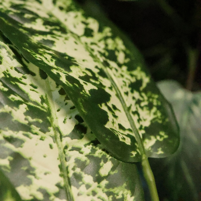 Pianta Artificiale Dieffenbachia 75cm Deluxe